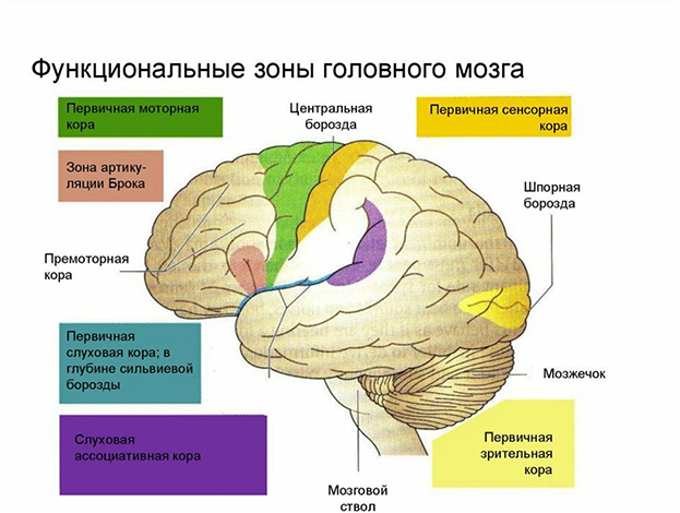vliyanie fizicheskoy aktivnosti na razvitie intellektualnyh sposobnostey u detey