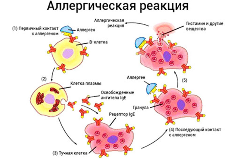 vliyanie sostava tkani na razvitie allergicheskih reaktsiy u detey